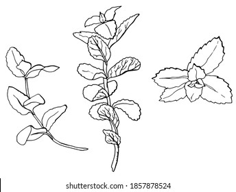 Mint. Line art. White background, isolator.	