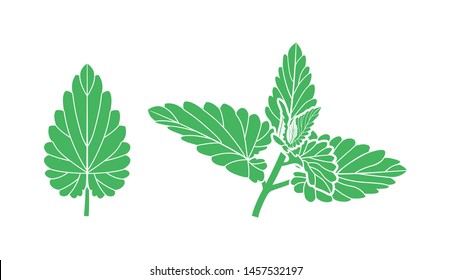 Mint logo. Isolated mint on white background