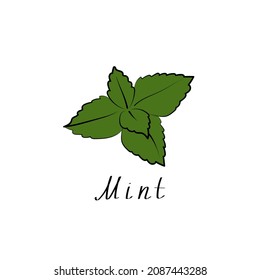 Mint logo. Vector herb sign. Vegetarian symbol. Flat illustration