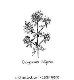 Mint. Medicinal plant. Vector illustration.