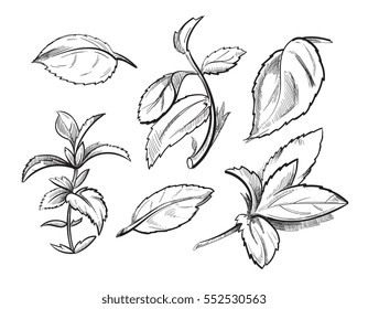 Mint, medicine herb peppermint leaves hand drawn vector illustration. Organic mintingredient, herbal plant spice mint sketch.