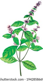 Mint (Mentha Piperita) plant with inflorescence with flowers in bloom. Isolated hand draw artwork illustration vector.