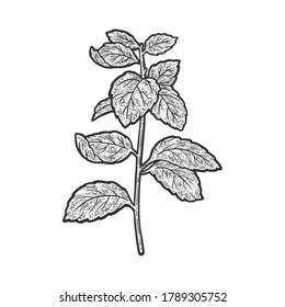 Mint Mentha plant sketch engraving vector illustration. T-shirt apparel print design. Scratch board imitation. Black and white hand drawn image.