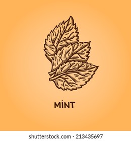 Mint. Natural spices. Compilation of vector sketches. Kitchen herbs and spice. Vintage style. Hand drawn.