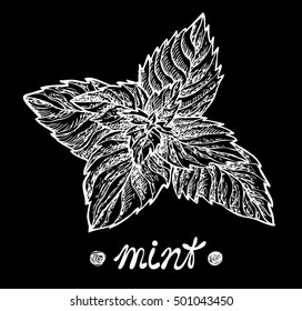 Mint on chalkboard. Vector illustration for design menus, recipes and packages product.
