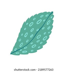 Mint on white background vector illustration