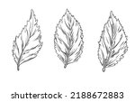 Mint and oregano leaves vector stock illustration. fresh lemon balm leaves. Seasoning for food. Isolated on a white background.
