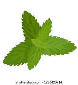 Mint and oregano leaves vector stock illustration. Green fresh lemon balm leaves. Seasoning for food.Isolated on a white background.