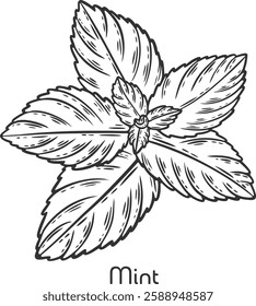 Mint peppermint fresh herb leaves plant herbal ingredient traditional cuisine medicine treatment cooking gardening engraving hand drawn illustration black white isolated vintage line art sketch poster