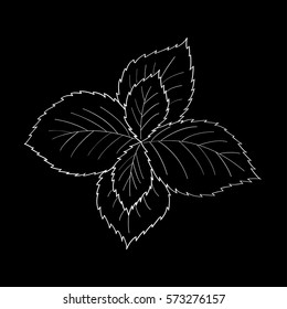 Mint peppermint fresh herb leaves plant hand drawn illustration. Sketch style. For traditional cuisine, medicine, treatment, cooking, gardening.