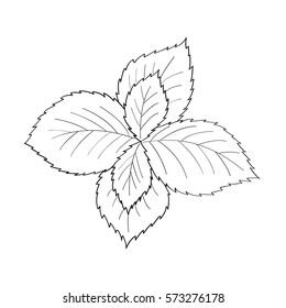 Mint peppermint fresh herb leaves plant hand drawn illustration. Sketch style. For traditional cuisine, medicine, treatment, cooking, gardening.