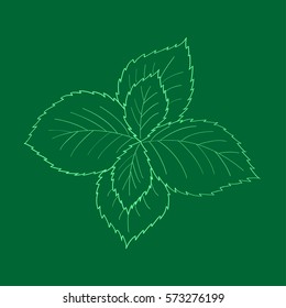 Mint peppermint fresh herb leaves plant hand drawn illustration. Sketch style. For traditional cuisine, medicine, treatment, cooking, gardening.