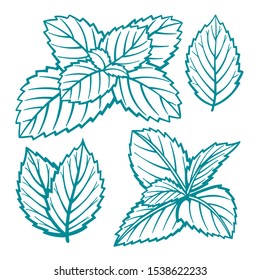 Mint. Peppermint leaves hand drawn vector illustrations set. Mint leaves sketch drawing.