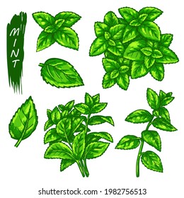 Mint or peppermint sketch elements, green leaves