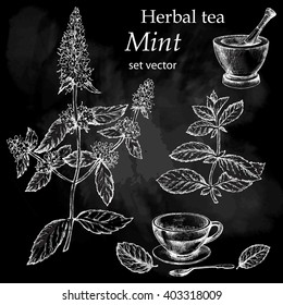Mint  plant, botanical drawing. Herbal tea  set. Hand drawn.  Medicinal plant. Chalkboard background.