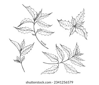 Mint plant hand drawn spearmint leaves. Peppermint tea fragrant leaf, medicinal herb, ingredient for cosmetics.Vector illustration on isolated white background.