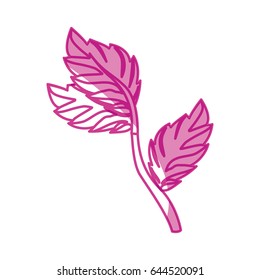 Mint plant leaves