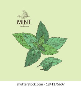 Mint: plant and leaves of peppermint. Vector hand drawn illustration