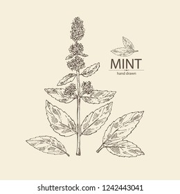 Mint: plant and leaves of peppermint. Vector hand drawn illustration