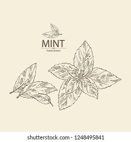 Mint: plant and leaves of peppermint. Vector hand drawn illustration