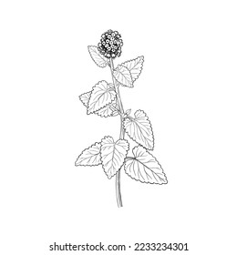 Mint plant. Melissa herb with flowers. Hand drawn outline vector illustration.