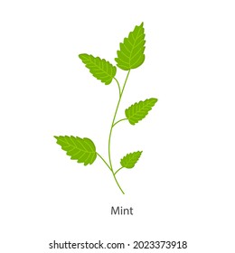 Mint plant on a white background for use in web design or clipart