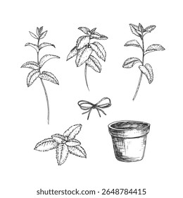 Mint plant, pot and baw. Vector illustrations set hand drawn with ink and isolated on white background. Objects for label design