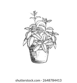 Mint plant in a pot. Vector illustration hand drawn with ink and isolated on white background. Object for label design