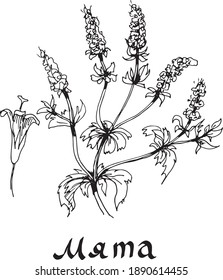Mint plant. spices. Medicinal herbs. Graphic hand-drawn illustration. Print, textile, vector. Separate elements on a white background.