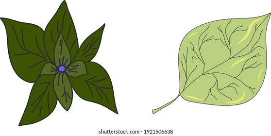 Mint and poplar leaves. Idea for picture in frame, ornament, vegetarian and earth themes. Isolated vector illustrations with white backgrounds. Logo, icons, decor.
