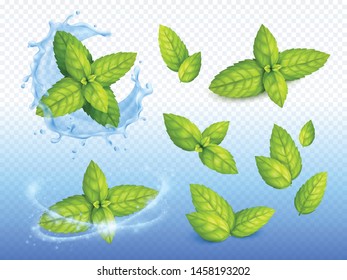 Mint realistic design set of ripe green leaves on sparkling water drops background with fresh blossoms vector illustration