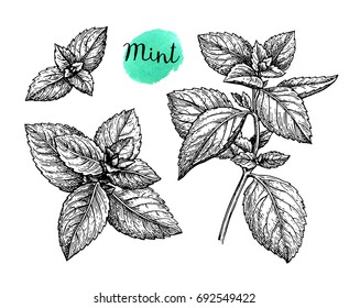 Mint set. Isolated on white background. Hand drawn vector illustration. Retro style ink sketch.