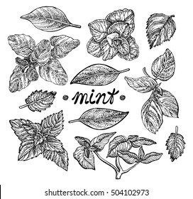 Mint Set. Vector Hand Drawn Graphic Illustration. 