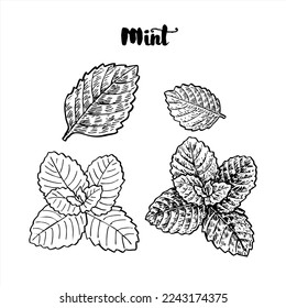 Mint sketch set vector illustration. Hand drawing mint collection.