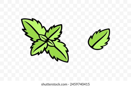 Mint and spearmint, herb, mint leaves, graphic design. Spice, menthol, peppermint, leaf and leaves, vector design and illustration