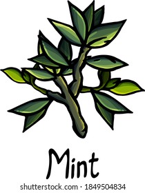 Mint, spearmint, menthol, cartoon style, plant, herb, tropical tree, seasoning, ingredient, florist, flower shop, botany, garden, kitchen, flowering, isolated, lettering, postcard, medicinal, grower