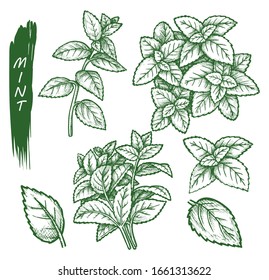 Mint spice set, peppermint, spearmint sketch herbs