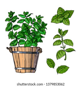 Mint. Spicy Italian herbs in a pot. Color sketch of houseplant line on a white background.