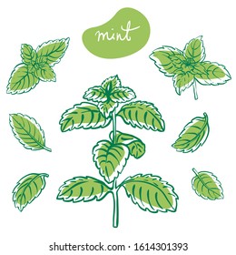 Mint sprigs and leaves/ Hand drawn culinary herbs and spices/ Mint parts colorful sketch collection/ Vector illustration