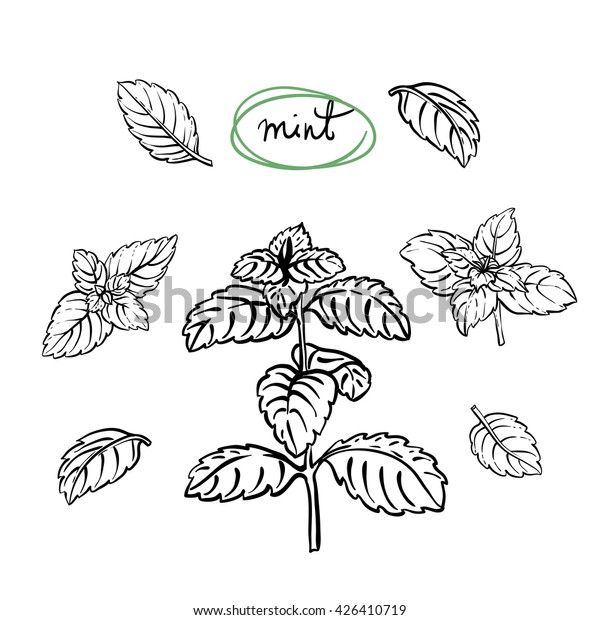 Mint Sprigs Leaves Hand Drawn Culinary Stock Vector (Royalty Free ...