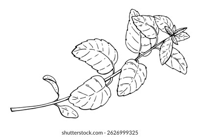 Mint of spring vector illustration. Etching of kitchen plant for aromatherapy or cooking. Outline hand drawn of medical herb by black ink in linear style. 