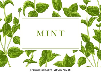 Mint tag design. Pappermint sticker. Text box. Mint sprig pattern background. Vector label for flavouring, beauty products, spices, tea with mint branches. Uncut elements. White background