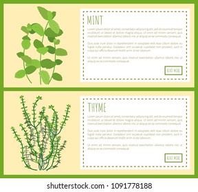 Mint and thyme condiments, vector illustration text sample in rectangles, spices set and sprigs plant aroma spiciness for tasty dishes natural spicy