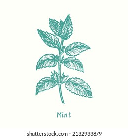 Mint twig with leaves.  Ink black and white doodle drawing in woodcut style