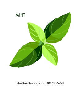 Mint. Upper leaves of mint. Fresh leaves organic vegetable isolated on white background. Overhead view. Flat design for menu, cafe, restaurant, poster, banner, emblem. Ingredient for cooking