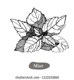 Mint vector drawing illustration, isolated on the white background. Herbal engraved style illustration