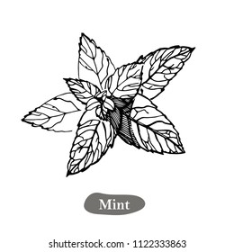 Mint vector drawing illustration, isolated on the white background. Herbal engraved style illustration