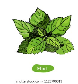 Mint vector drawing illustration, isolated on the white background. Herbal engraved style illustration