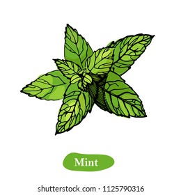 Mint vector drawing illustration, isolated on the white background. Herbal engraved style illustration