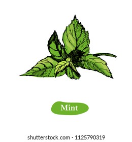 Mint vector drawing illustration, isolated on the white background. Herbal engraved style illustration